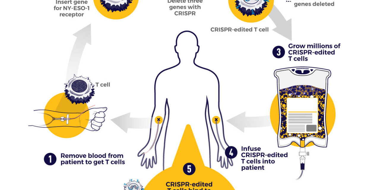 Avances en la lucha contra el cáncer: Nueva terapia promete mejorar la supervivencia.